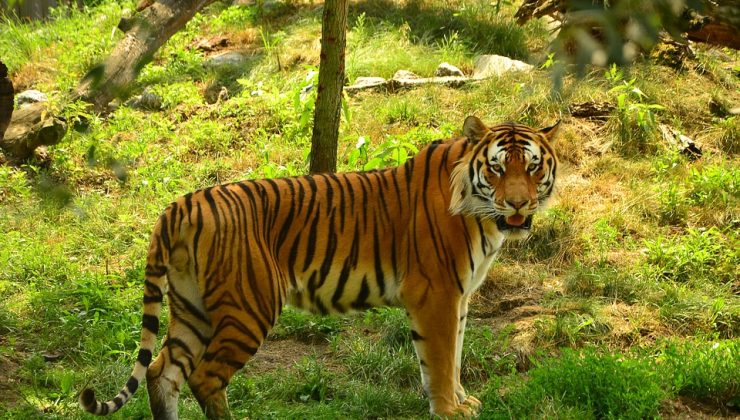 Hindistan’da kaplan endişesi Bazı köylerde sokağa çıkmak yasaklandı