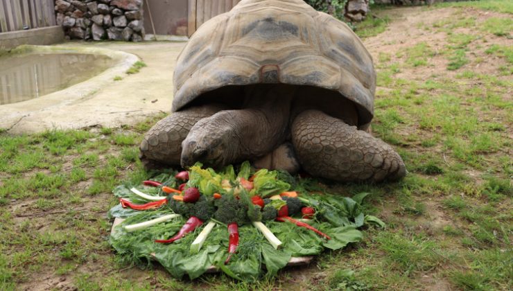 Darıca’nın en yaşlı sakini kaplumbağa “Tuki” 103 yaşına girdi