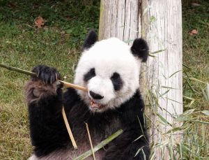 San Francisco Çin’den pandalar alacak