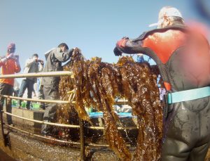 Japonya’nın en büyük gölü Biwa eski günlerine dönüyor