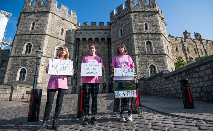 İngiltere’de aktivistler, Kral Charles’ın 3 kuzusunu çaldı