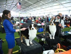 147. Westminster Kennel Club Köpek Şovu