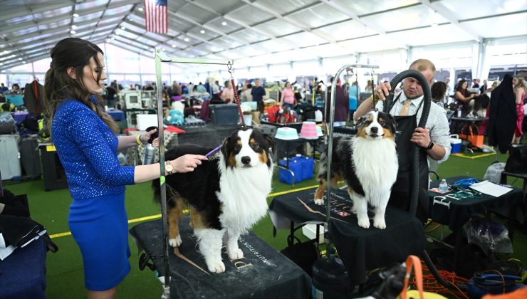 147. Westminster Kennel Club Köpek Şovu