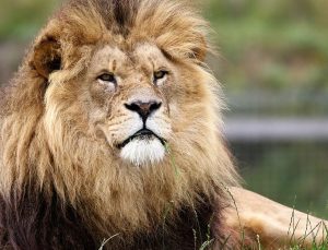 Dünyanın en yaşlı aslanlarından Loonkiito öldürüldü
