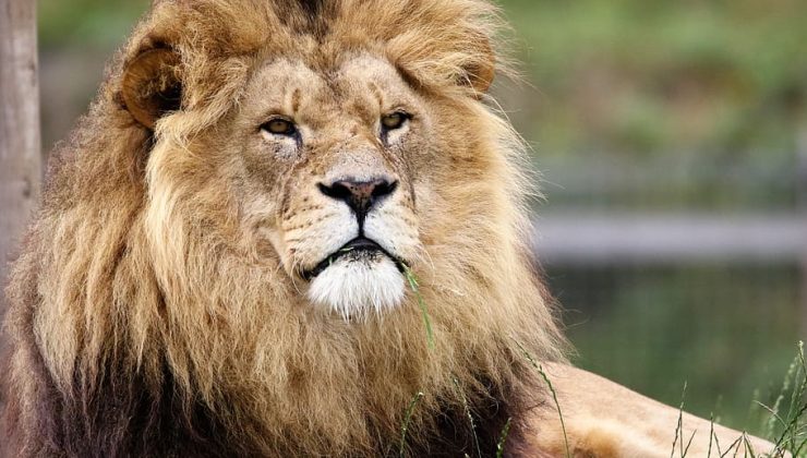 Dünyanın en yaşlı aslanlarından Loonkiito öldürüldü