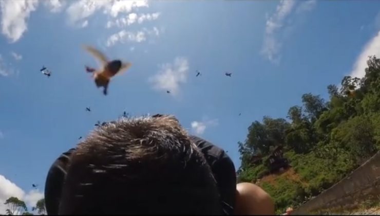 Bal arıları turistlere saldırdı!