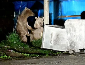 Bozayı yavruları kente indi, çöp konteynerlerinden karınlarını doyurdu