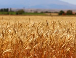 21 milyon ton buğday rekoltesi bekleniyor