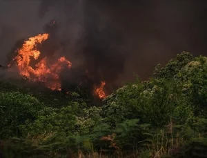 İspanya’nın La Palma Adası’ndaki yangında 4 bin 500 hektar kül oldu