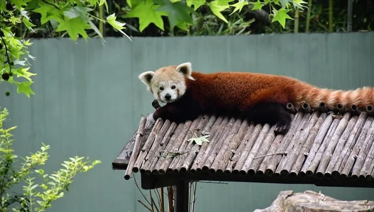 Macaristan’dan getirilen kızıl panda Bursa’daki yeni yuvasında