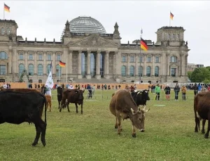 Almanya’da çevreciler ineklerini Meclis bahçesinde otlattı