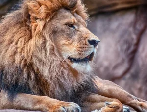 Dünyanın en yaşlı vahşi aslanı Loonkiito, Kenya’da köylüler tarafından öldürüldü