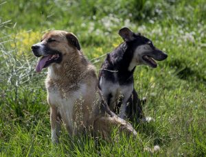 Ankara’da başıboş köpek alarmı