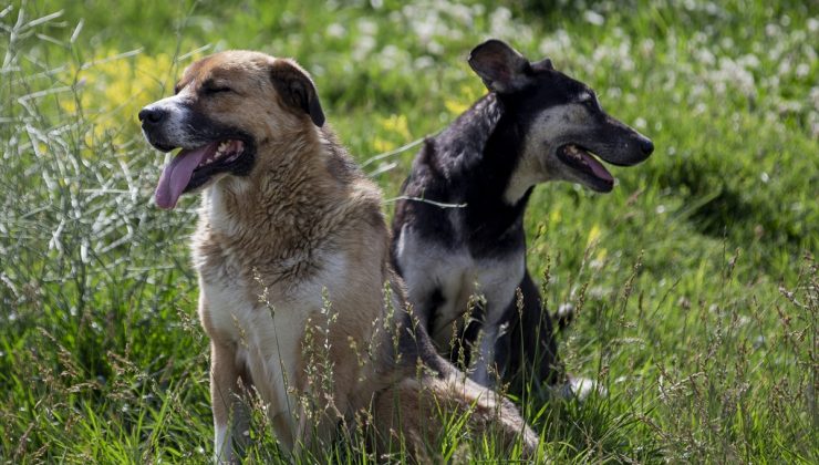 Ankara’da başıboş köpek alarmı