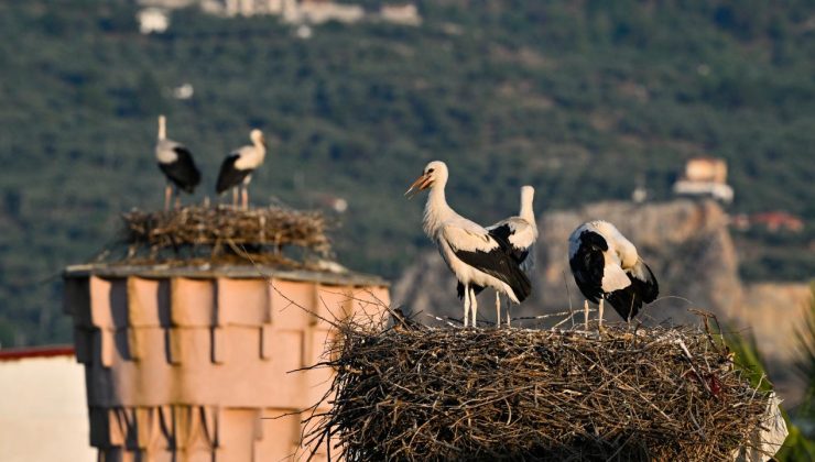 Leyleklerin Türkiye’deki karargahı:Selçuk