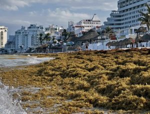 Florida’da et yiyen bakteri uyarısı, yosunlar sahillere taşıyor