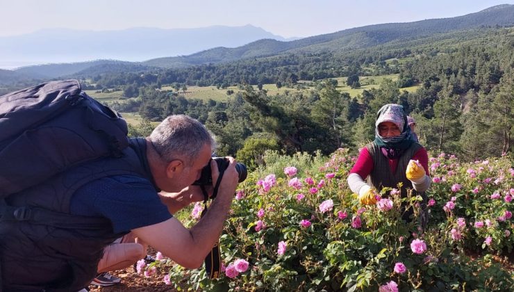 Afyonkarahisar’da gül tarlalarında foto safari