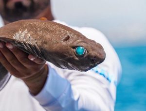 Antalya açıklarında ‘ışık saçan’ köpek balığı yakalandı: Kırmızı listede yer alıyor