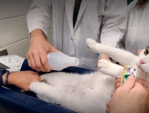 ABD’li bilim insanlarından kedilere ameliyatsız kısırlaştırma