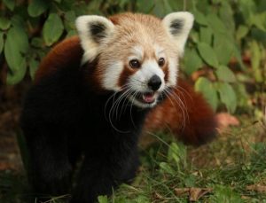 Erkek kızıl panda ‘yalnız kalmak için’ kafesinden kaçtı