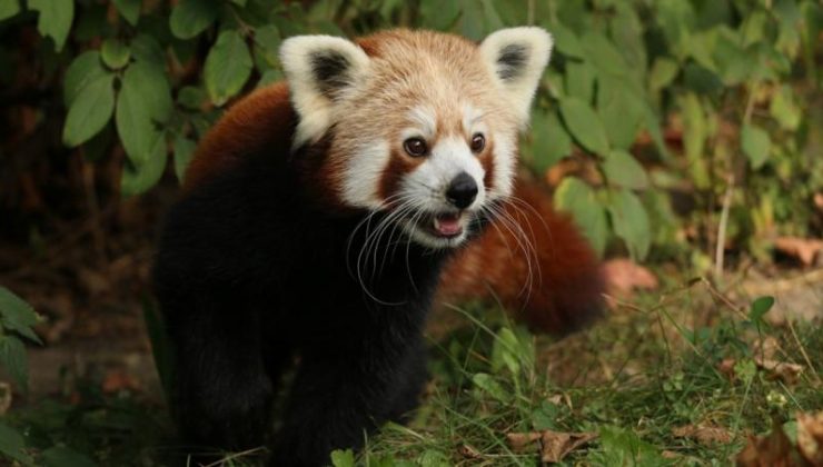 Erkek kızıl panda ‘yalnız kalmak için’ kafesinden kaçtı