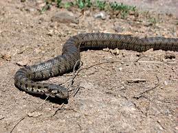 Tunceli’de kocabaş yılanı görüldü