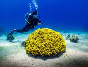 Zanzibar’ın mercan bahçeleri tehdit altında
