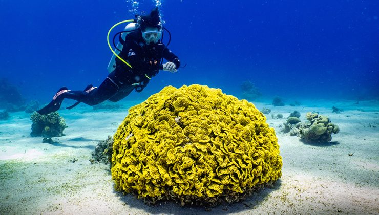 Zanzibar’ın mercan bahçeleri tehdit altında