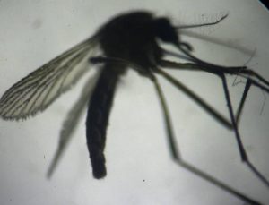 İstanbul’da sivrisinek şikayetleri arttı