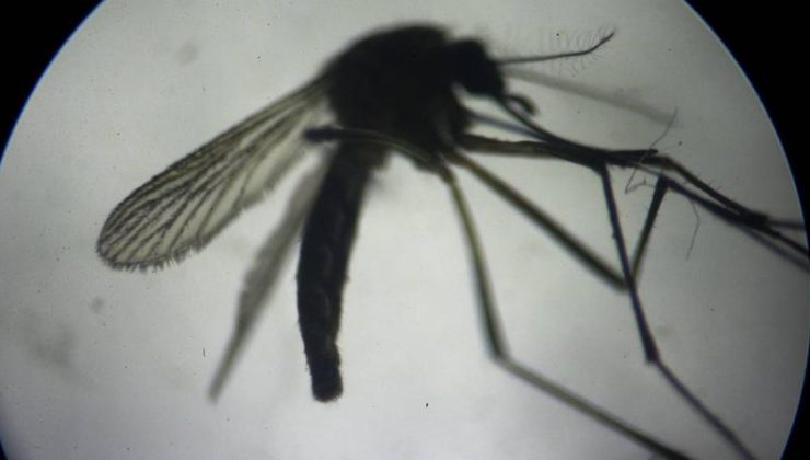 İstanbul’da sivrisinek şikayetleri arttı