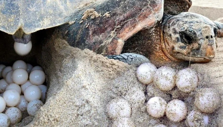 İztuzu sahilindeki caretta caretta yuvaları 700’e ulaştı