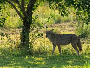 NJ parkı vahşi hayvan sebebiyle bir kez daha kapatıldı