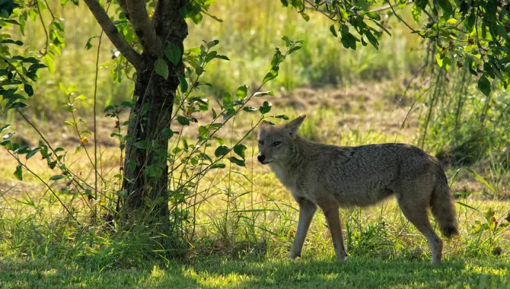 NJ parkı vahşi hayvan sebebiyle bir kez daha kapatıldı