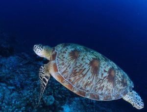 Deniz kaplumbağalarını besleyene 244 bin lira ceza uygulanacak