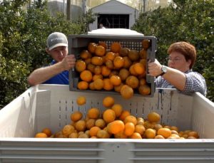 Florida’daki portakal hasadında tarihi düşüş