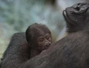 4 yıldır erkek zannedilen goril doğum yaptı