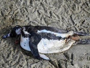 Binlerce penguen sahilde ölü bulundu