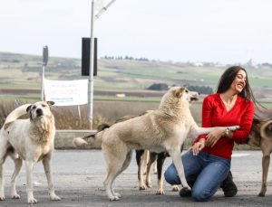 Sahipsiz hayvanların sayısı uzmanları korkutuyor