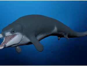 Mısır’da 41 milyon yıllık balina fosili  bulundu