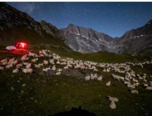 Yüzlerce gönüllü, İsviçre Alplerinde kurt nöbetine çıktı