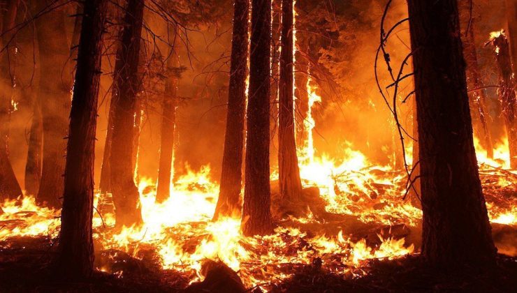Ormanları ‘dikkatsizlik’ yaktı