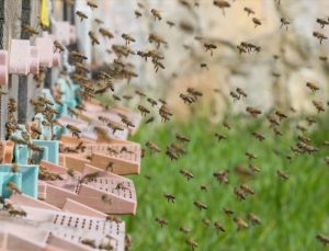 Belçika’da arı saldırısı: 38 kişi hastanelik