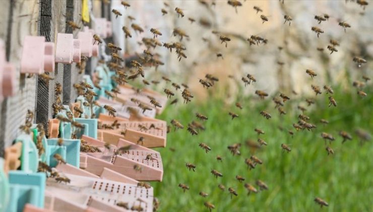 Belçika’da arı saldırısı: 38 kişi hastanelik
