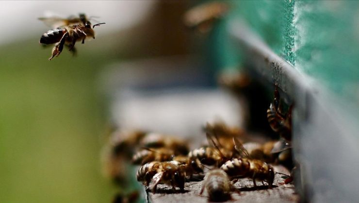 Belçika’da arıların saldırısına uğrayan çok sayıda kişi hastanelik oldu