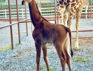 ABD’de beneksiz bir zürafa yavrusu doğdu