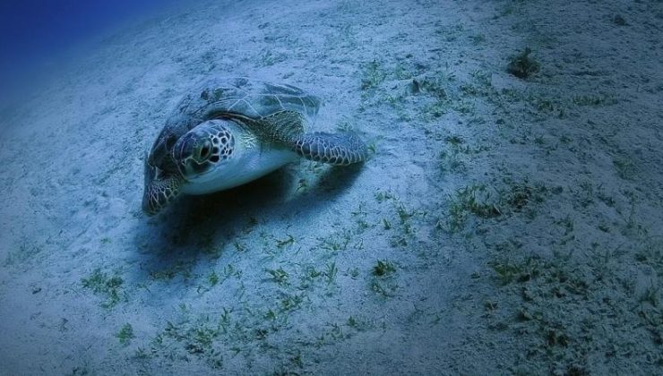 Caretta carettaların yuva sayısı 2 bin 551’e ulaştı