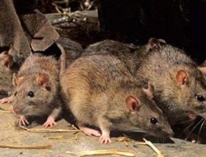 ABD’nin  fare nüfusu en kalabalık şehri belli oldu
