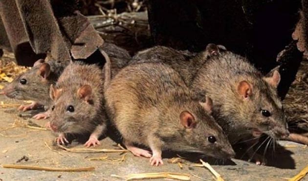 Avustralya’nın balıkçı kasabaları fare istilasıyla mücadele ediyor