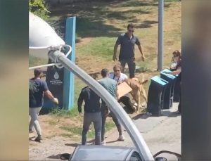 Kadıköy’de tasmasız gezdirilen köpeğin saldırısına uğrayan kadın yaralandı
