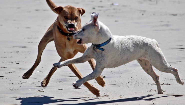 Hawaii’de korkunç olay, köpekler yaşlı adamı parçaladı